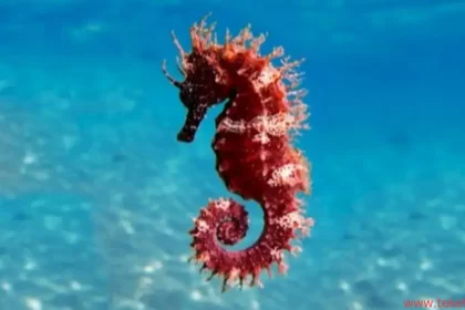 sea horse