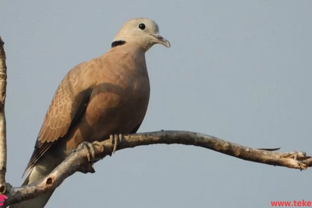 The Cuckoo Bird