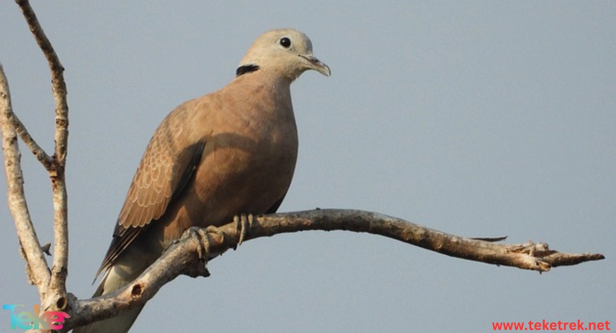 The Cuckoo Bird