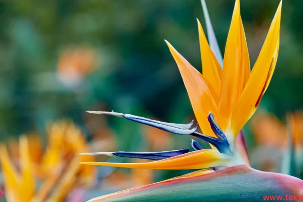 The Birds of Paradise