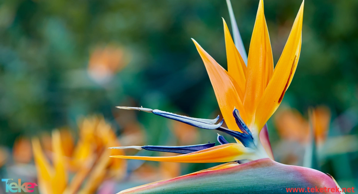 The Birds of Paradise