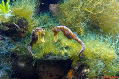 Sea horse