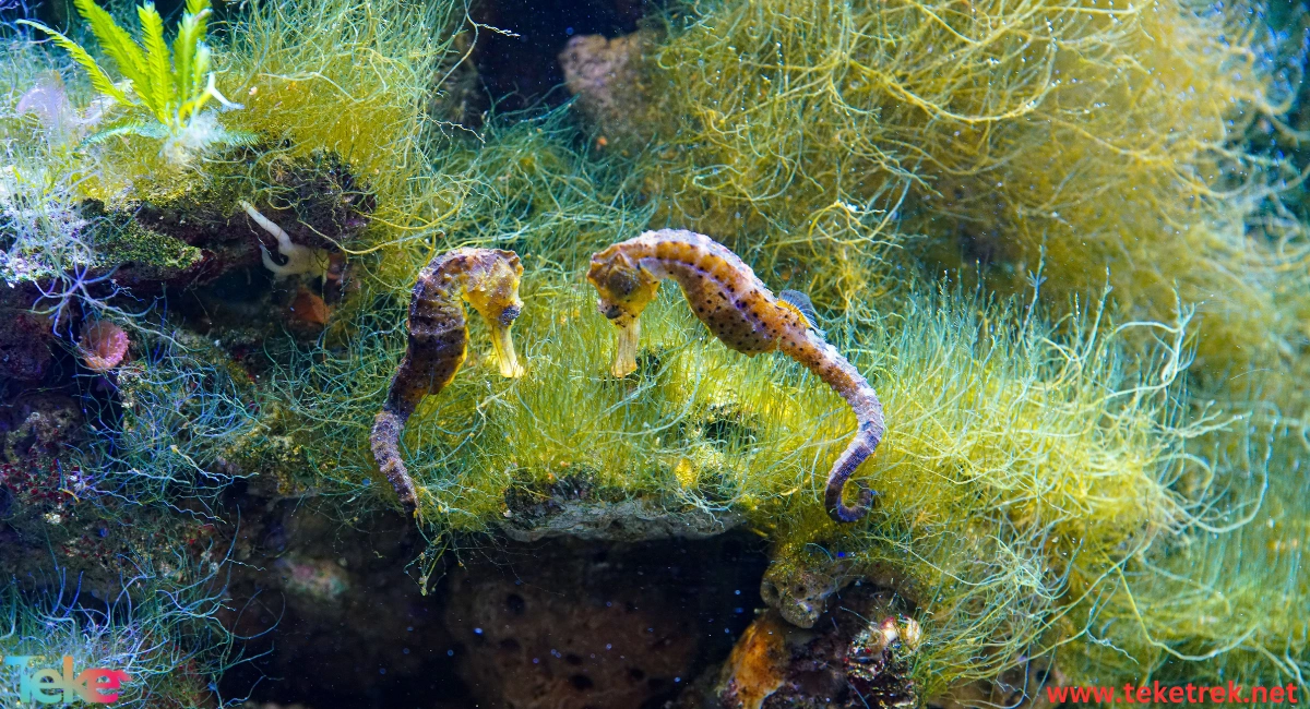 Sea horse