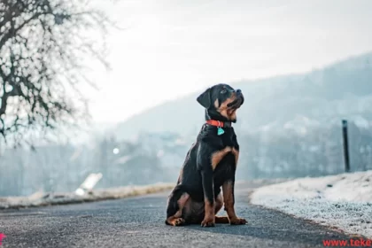 Rottweiler dog