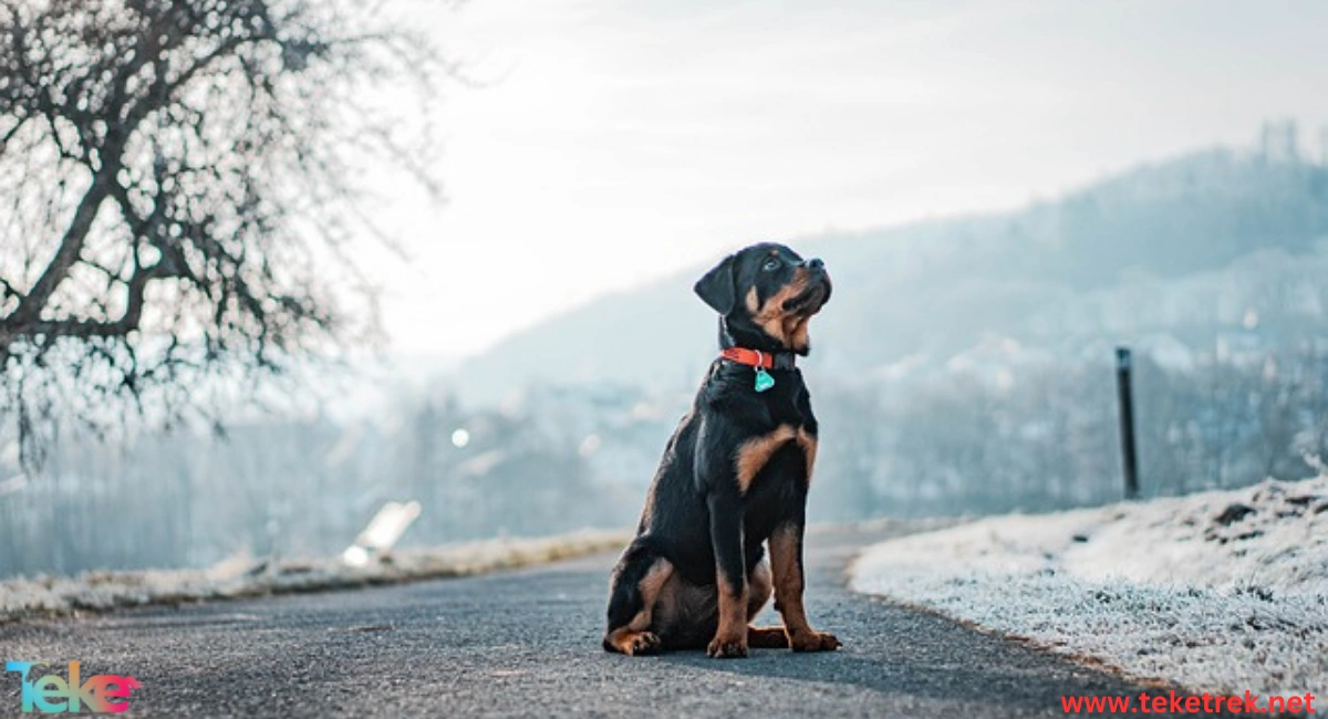 Rottweiler dog