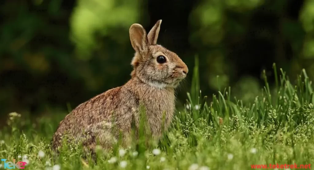 Rabbits