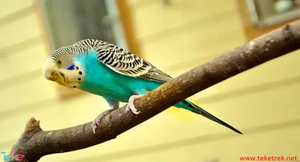 Budgerigar  