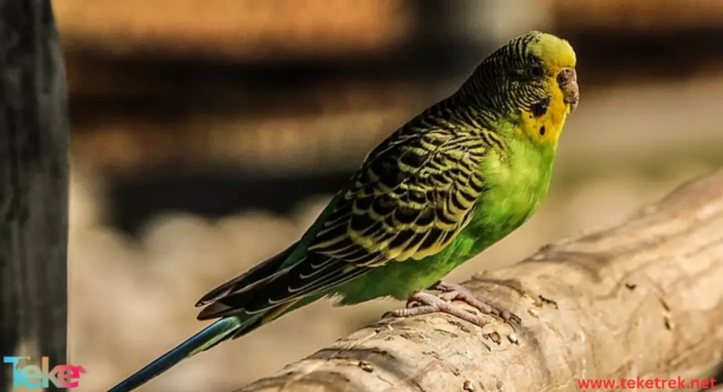 Budgerigar  