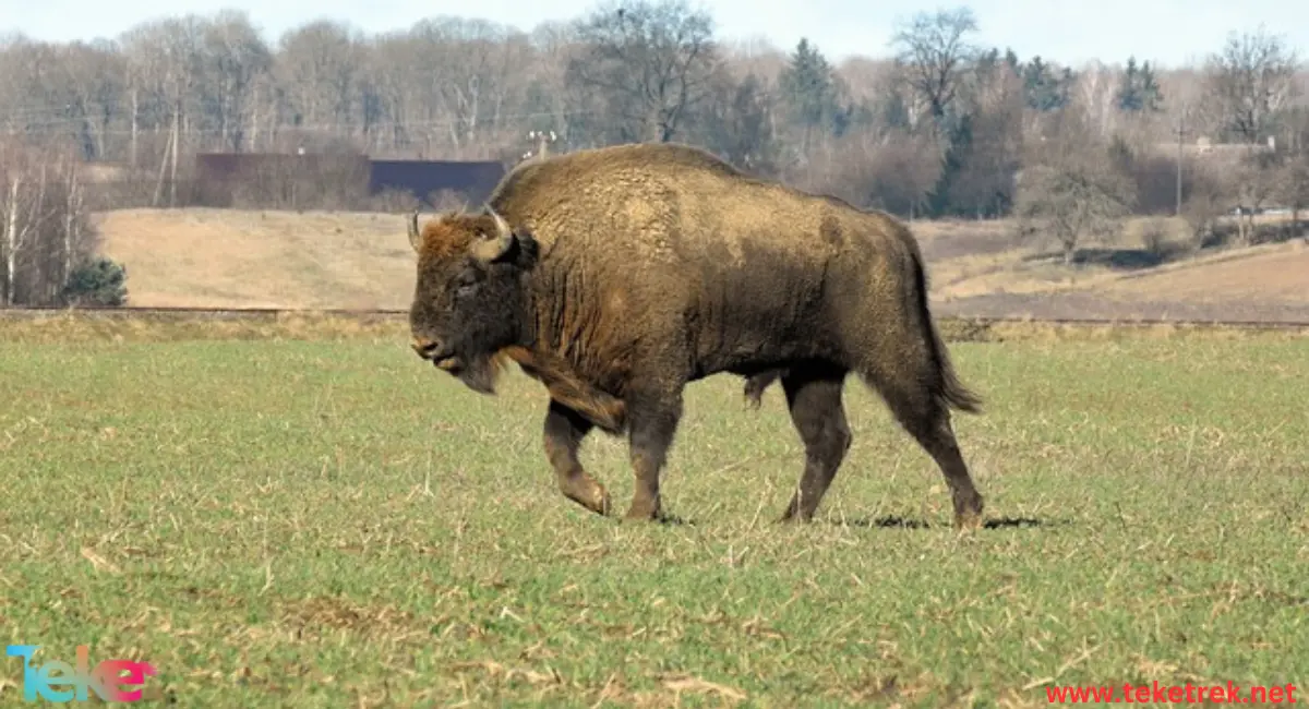 Bison