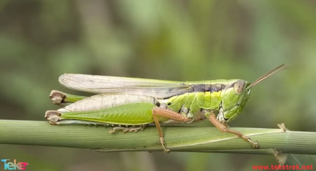 Locusts