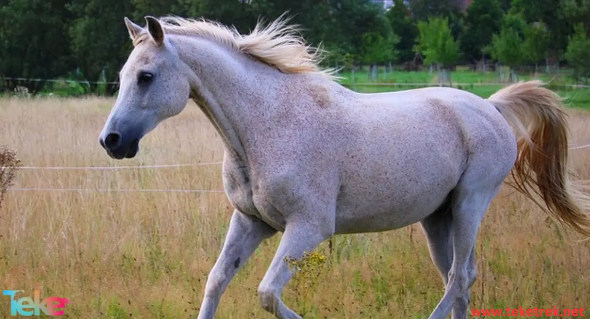 Arabian horse