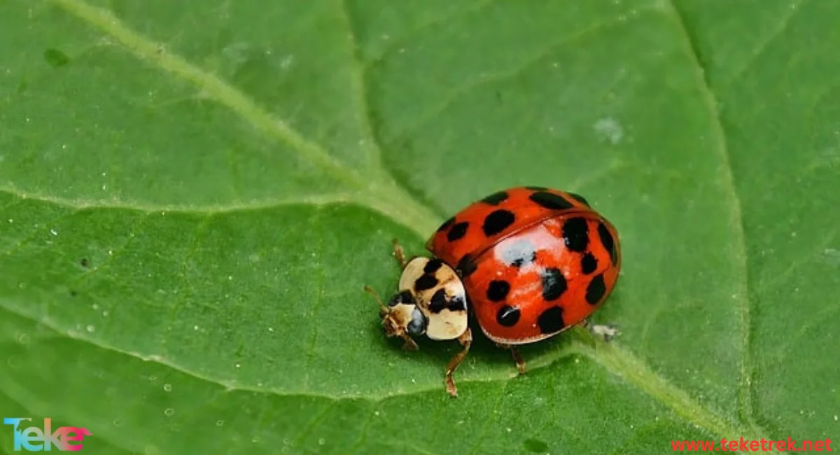 Ladybug