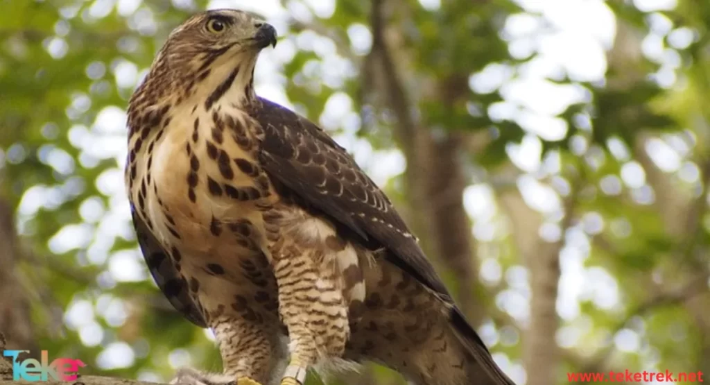 Goshawk