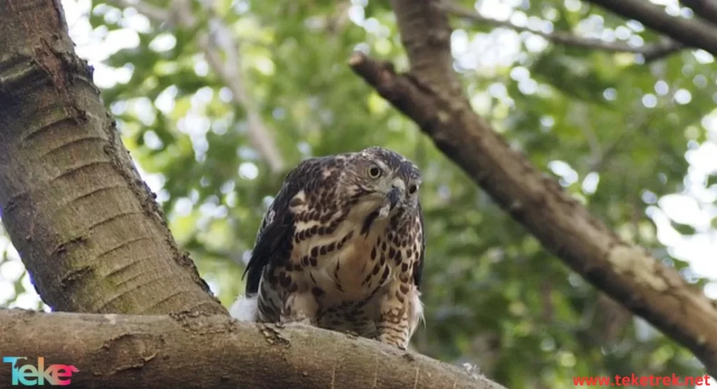 Goshawk