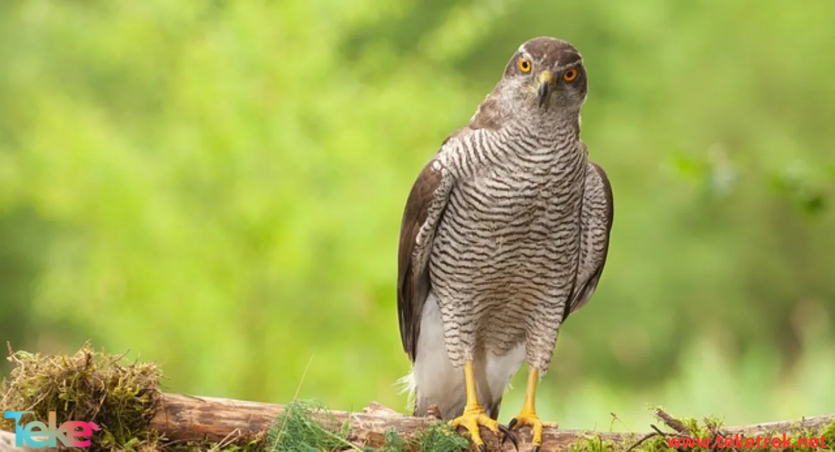 Goshawk