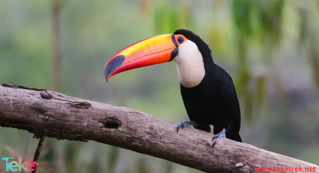 toucan