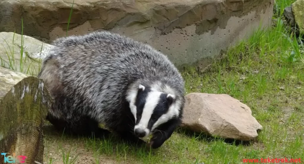 badgers