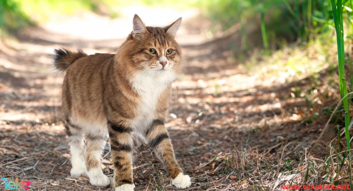 The American Bobtail Cat