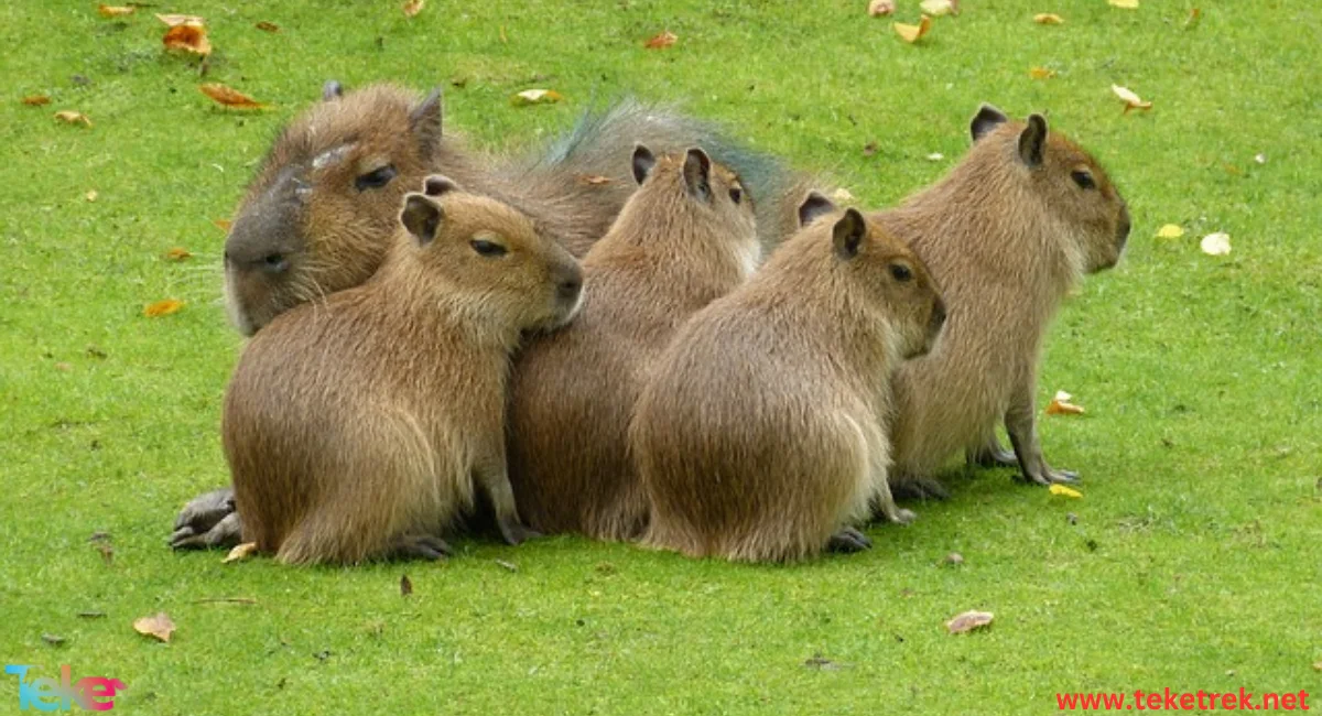 Capybara