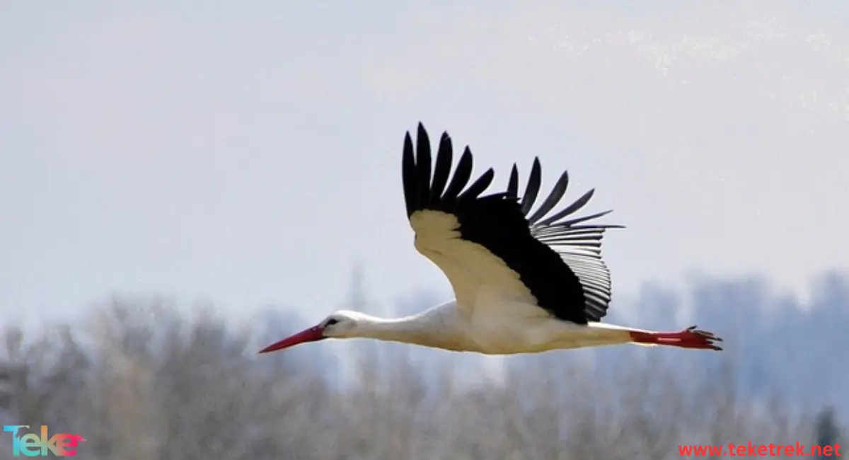 stork