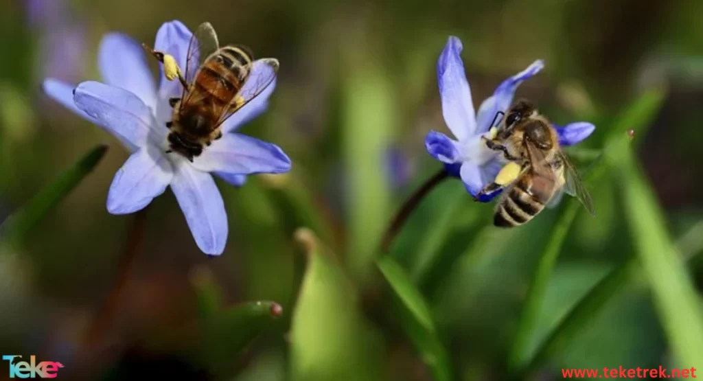 yemeni bees