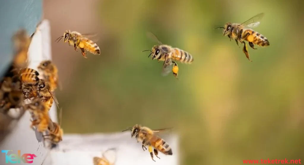 yemeni bees