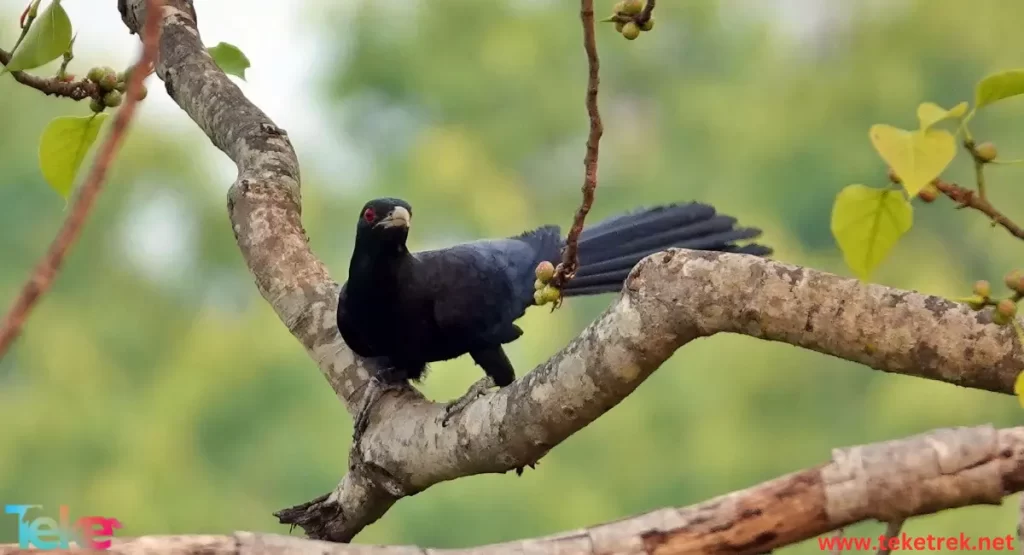 Yellow-Tailed Black Parrot