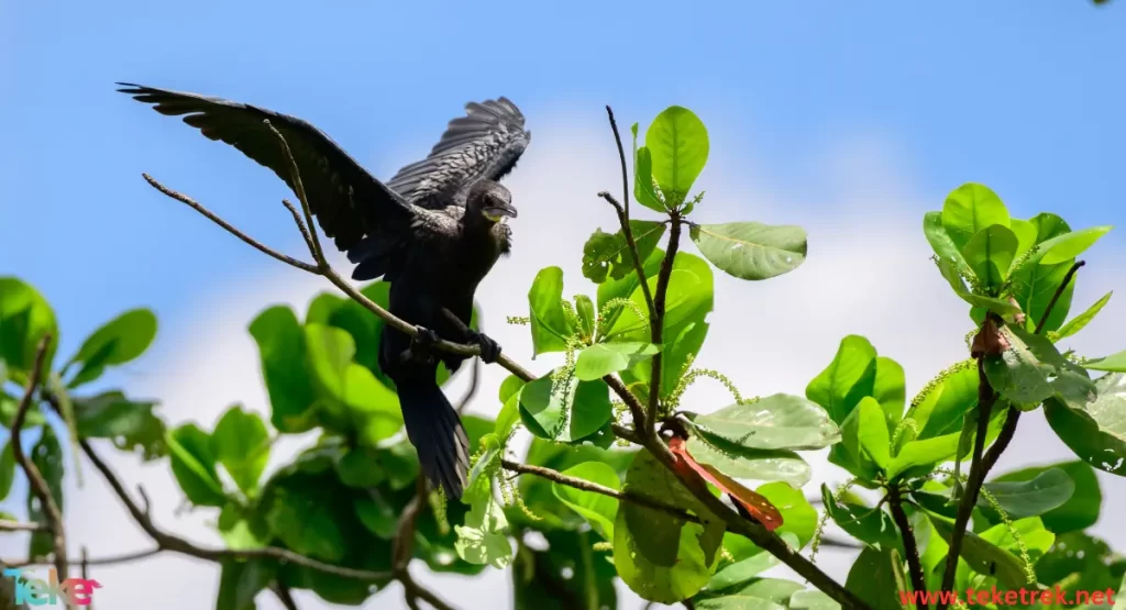 Yellow-Tailed Black Parrot