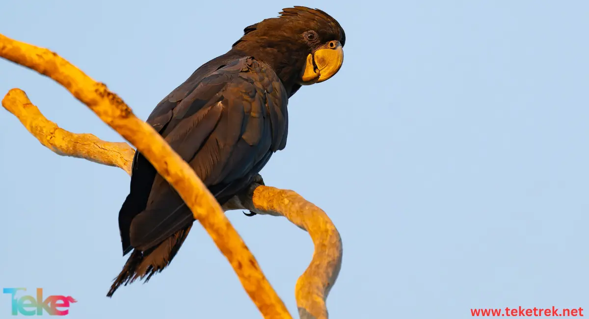 الببغاء الأسود أصفر الذيل
(Yellow-tailed black cockatoo)