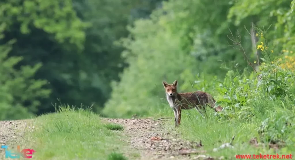 Swift Fox