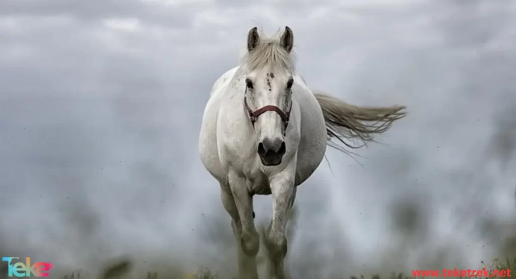 Akhal-Teke horse