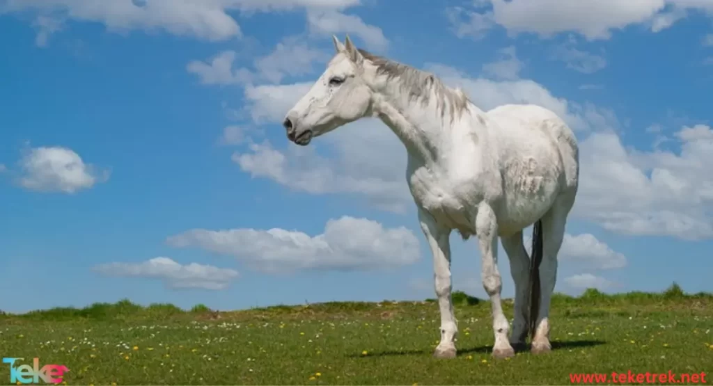 Akhal-Teke horse