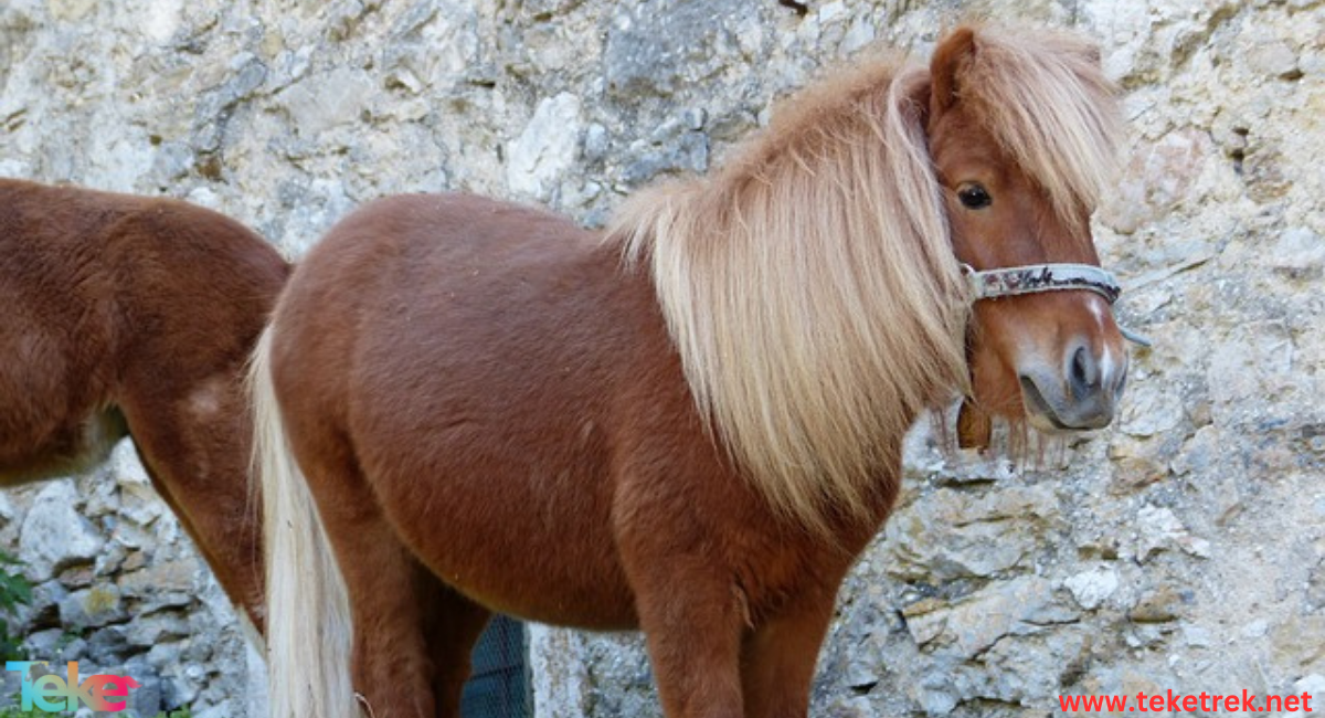 The Dartmoor Pony