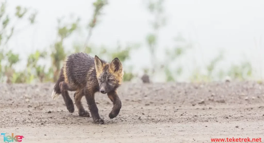 Aardwolf