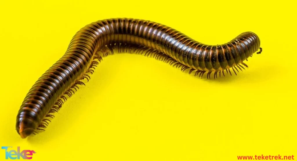 Centipedes