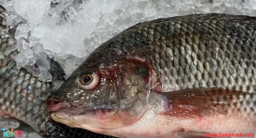 tilapia fish