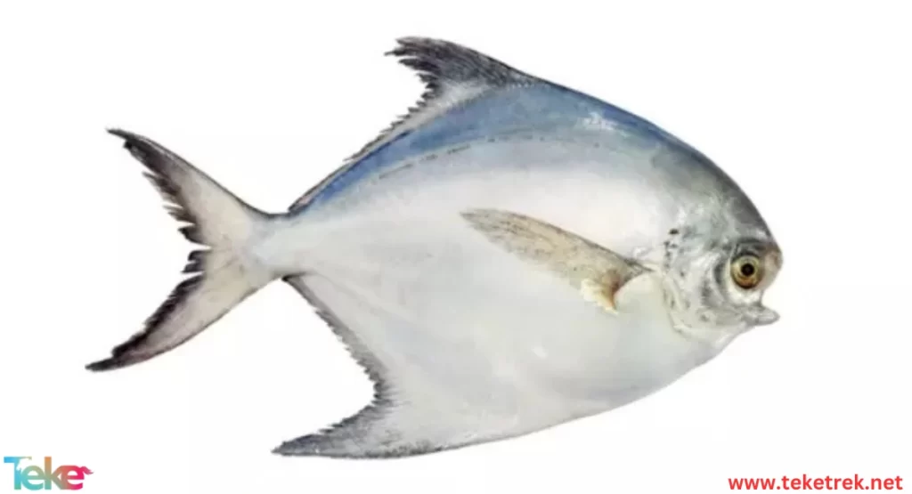 Zubaidi fish