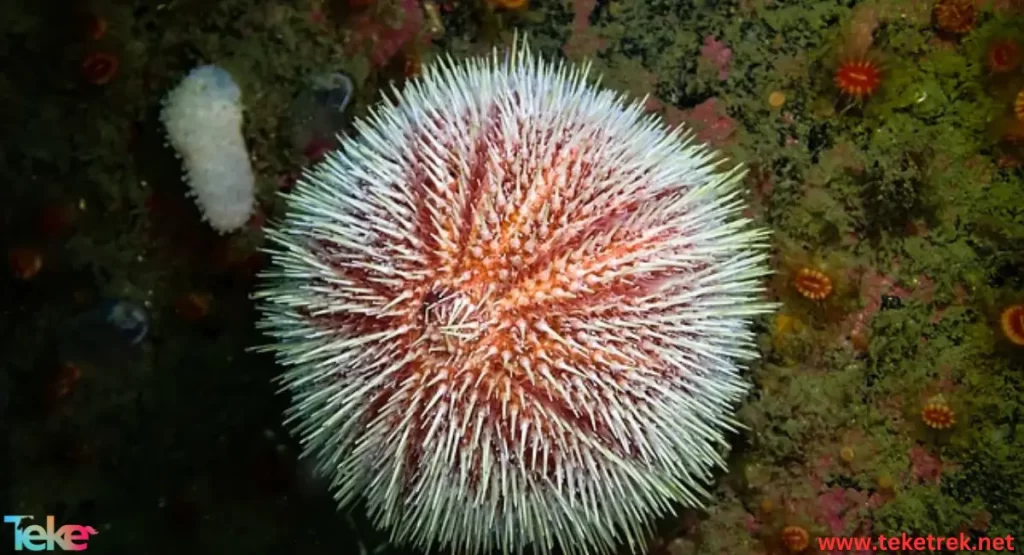 Echinoderms