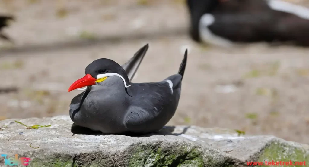 Inca Tern