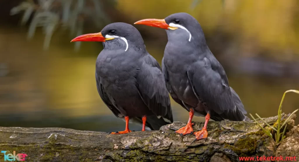 Inca Tern