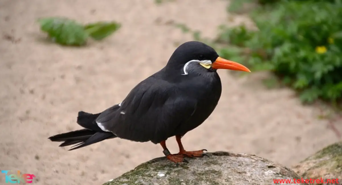 Inca Tern