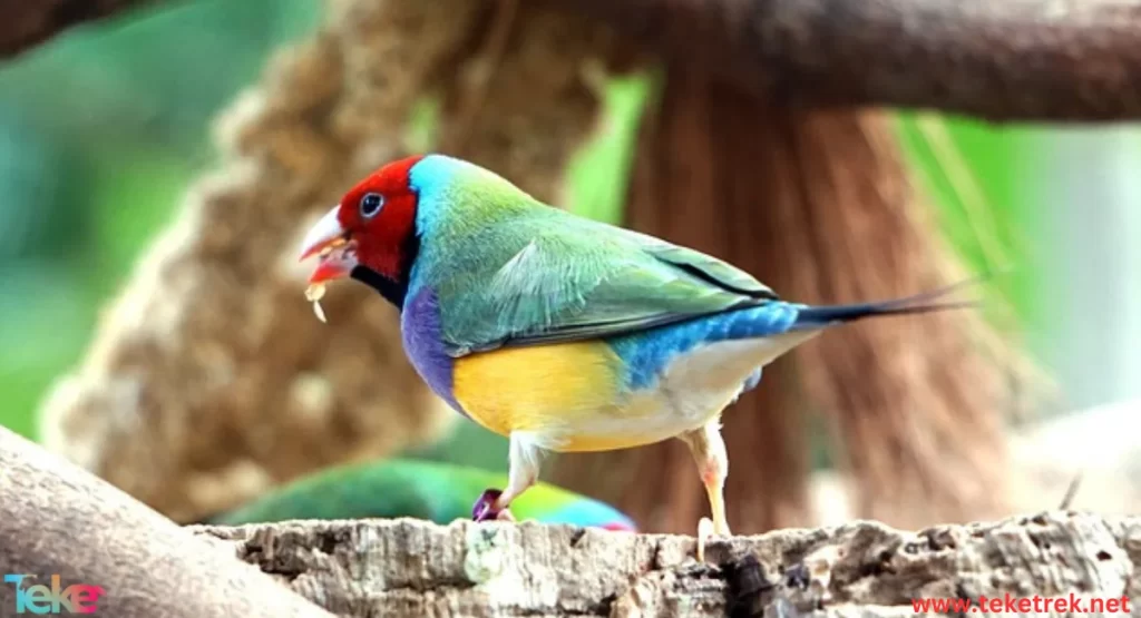 Gouldian Finch