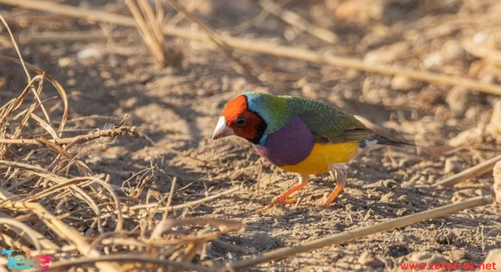 Gouldian Finch