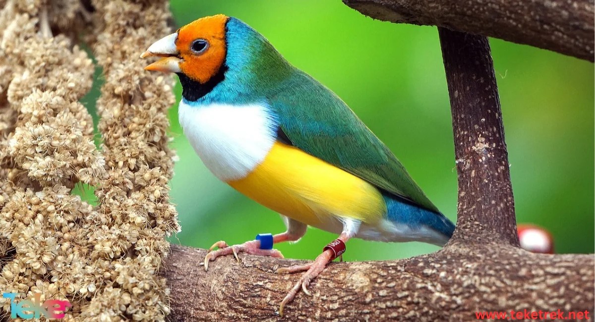 Gouldian Finch