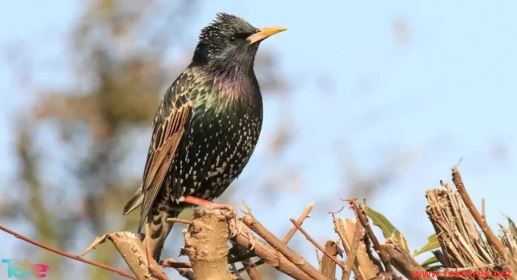 starling bird