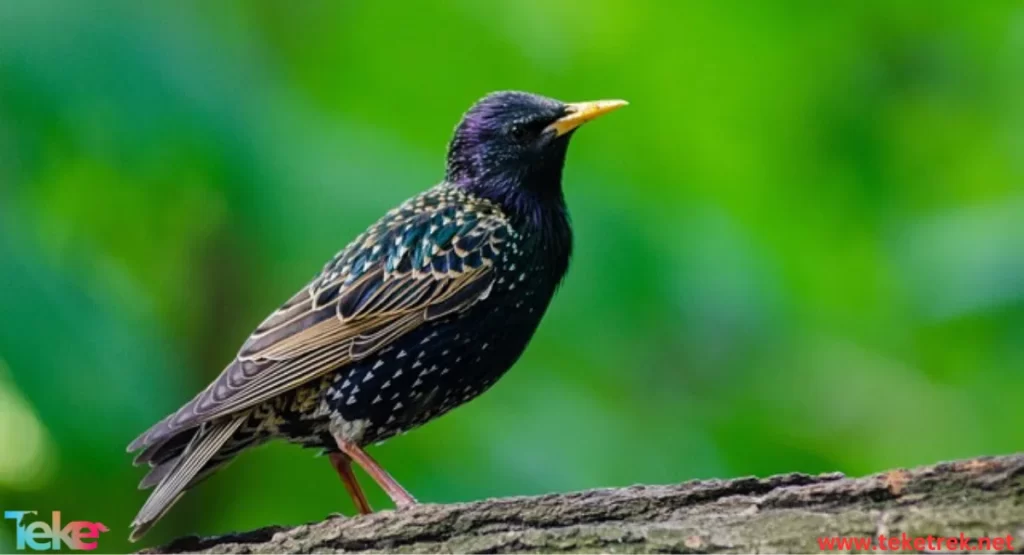 starling bird