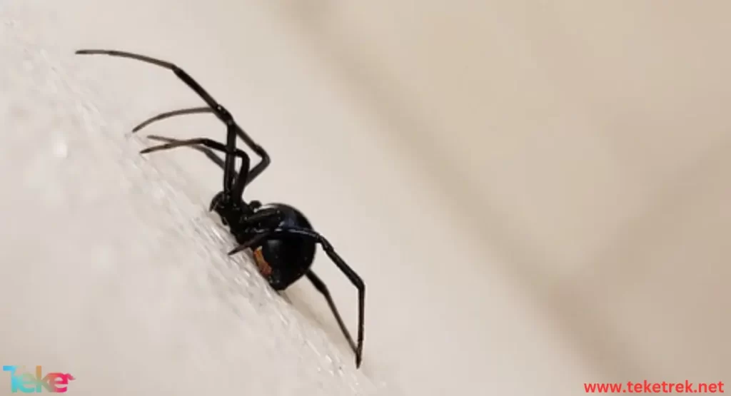 black widow spider