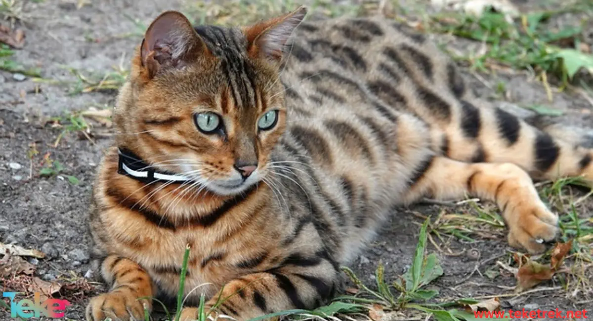 Bengal cat