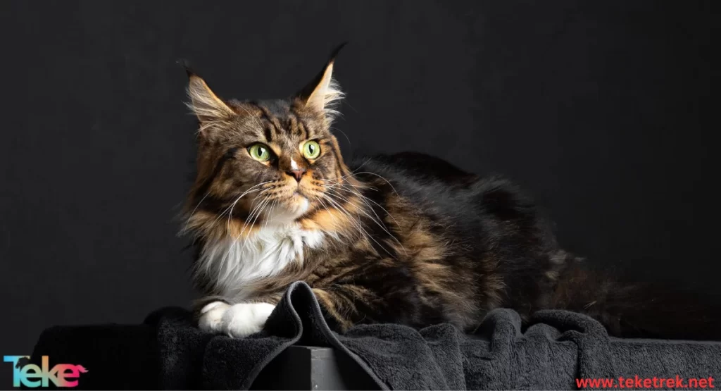 maine coon cat