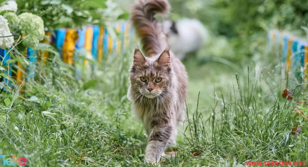 maine coon cat